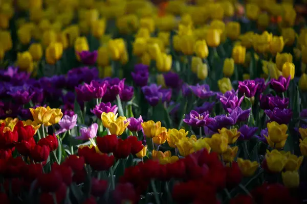 Bahçede çiçek açan renkli laleler.