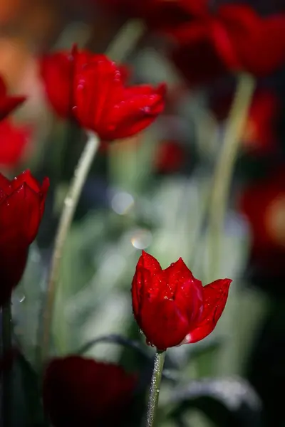 Bahçede çiçek açan renkli laleler.