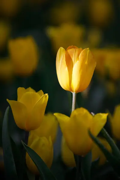 Bahçede çiçek açan renkli laleler.