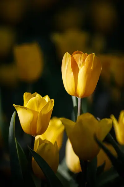 Bahçede çiçek açan renkli laleler.