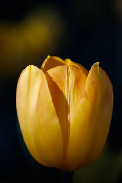 Bahçede çiçek açan renkli laleler.