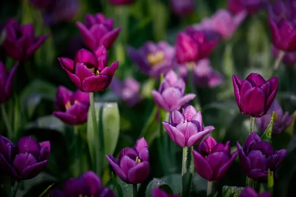 Bahçede çiçek açan renkli laleler.