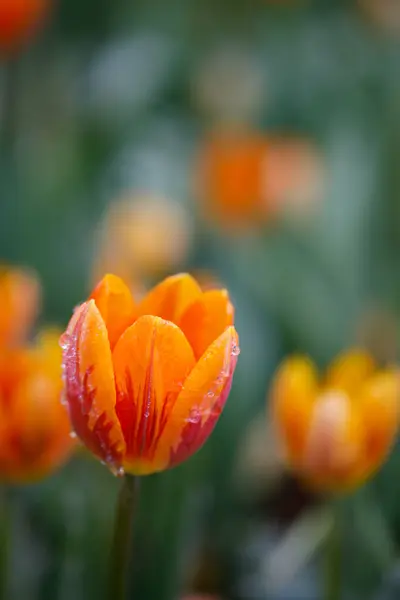 Bahçede çiçek açan renkli laleler.