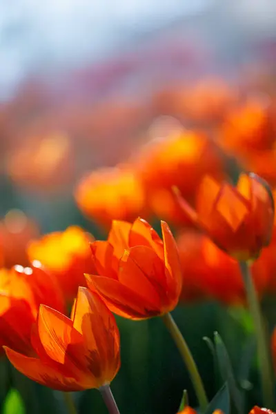 Bahçede çiçek açan renkli laleler.