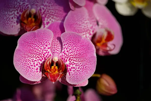 Orkide çiçeklerinin bahçedeki doğa görüntüsü.