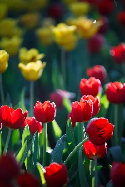 Bahçede çiçek açan renkli laleler.
