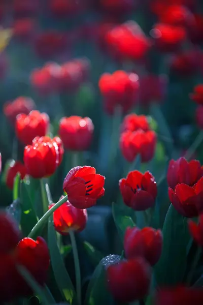 Bahçede çiçek açan renkli laleler.