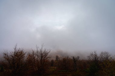 Sisli dağlar, orman. Ukrayna dağları, sis 