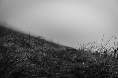 Sisli dağlar, orman. Ukrayna dağları, sis 