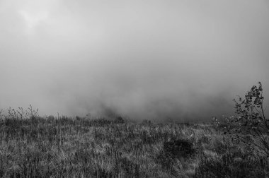 Sisli dağlar, orman. Ukrayna dağları, sis 