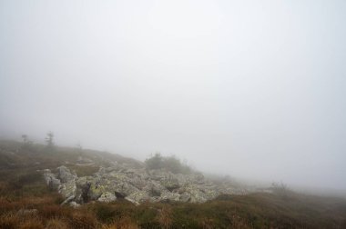 Sisli dağlar, orman. Ukrayna dağları, sis 