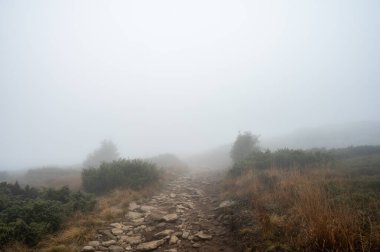 Sisli dağlar, orman. Ukrayna dağları, sis 