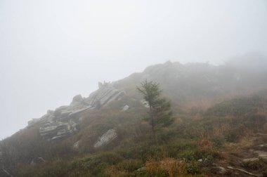 Sisli dağlar, orman. Ukrayna dağları, sis 