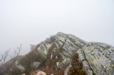 Sisli dağlar, orman. Ukrayna dağları, sis 