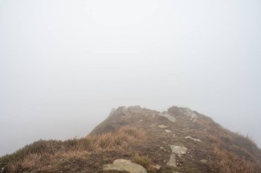 Sisli dağlar, orman. Ukrayna dağları, sis 