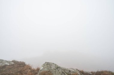 Sisli dağlar, orman. Ukrayna dağları, sis 