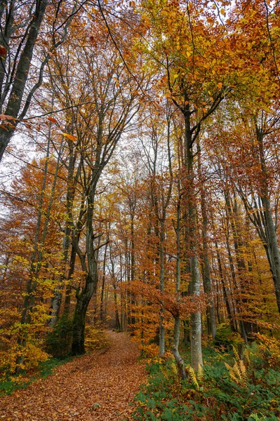 Herfst Geel Gouden Bos Bergen Natuur Selectieve Focus Rust Een — Stockfoto