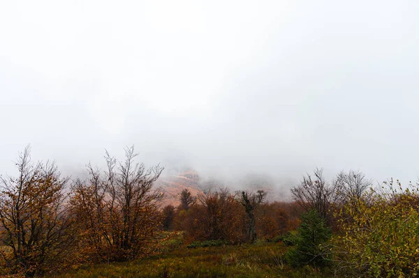 Montagne Nebbiose Foresta Montagne Ucraine Nebbia — Foto Stock