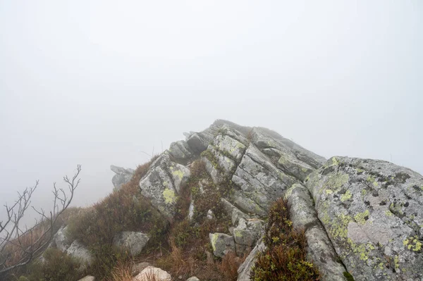 Sisli dağlar, orman. Ukrayna dağları, sis 