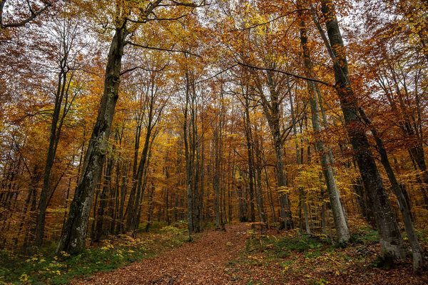 Осенний желто-золотистый лес, горы и природа. Выборочный фокус. Отдых, прогулка по лесу