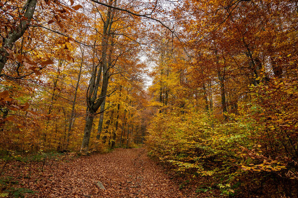 autumn yellow-golden forest, mountains and nature. Selective focus. Rest, a walk in the forest