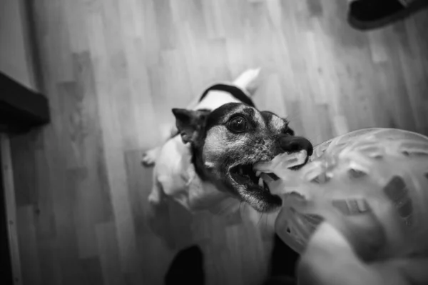 Chiot Mignon Ludique Jack Russell Terrier Joue Avec Une Balle — Photo