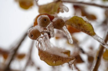 Ağaç dalları buzla kaplı, yakın plan buzla dondurulmuş. İlk don, yaklaşan kış konsepti..