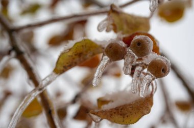 Ağaç dalları buzla kaplı, yakın plan buzla dondurulmuş. İlk don, yaklaşan kış konsepti..