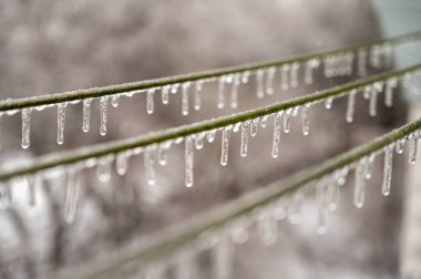 Elektrik kabloları, donmuş yağmur olayından sonra kablolar buzla kaplıdır. Seçici odak