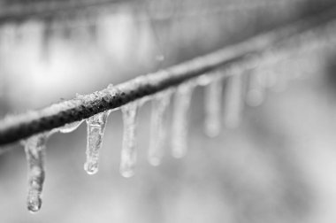 Elektrik kabloları, donmuş yağmur olayından sonra kablolar buzla kaplıdır. Seçici odak