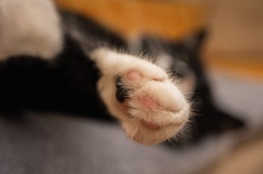 close-up of the paw of a beautiful black and white cat with a sleepy face lying on a gray blanket, selective focus. Domestic cat