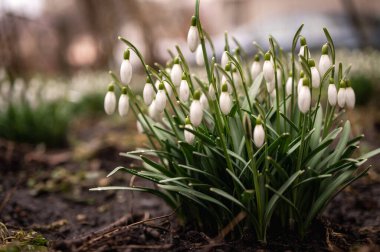 Bahçedeki çiçek açan kardelen çiçeklerine yaklaş. İlk bahar çiçekleri 