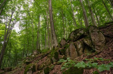 Yaz mevsimsel arka planda, yeşil orman, manzara ve ağaçlar arasında kayaların arasında akan şelale.