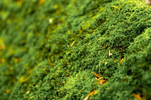 Zielony Mech Tło Piękne Tekstury Przyrodzie Naturalnym Kamieniu Lesie — Zdjęcie stockowe