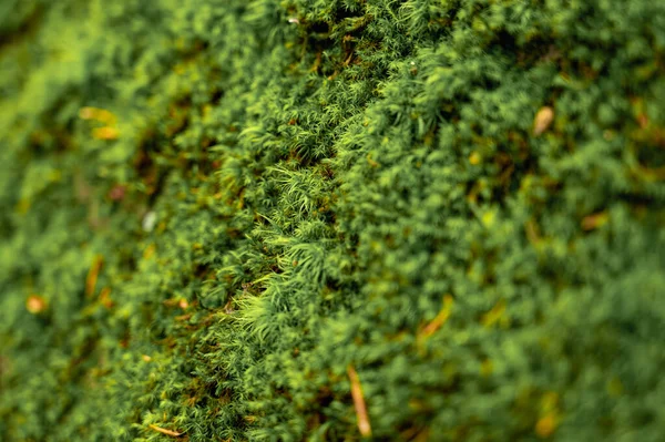 Зелений Мох Фон Тлі Чудової Текстури Природи Природному Камені Лісі — стокове фото