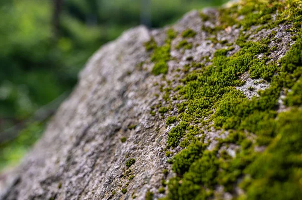 Yeşil Yosun Arka Planı Ormandaki Doğal Taşın Doğasında Güzel Bir — Stok fotoğraf