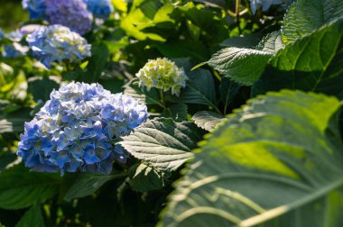 Ortanca çalısı, güneş ışınları, yakın görüş, arka plan ışığı.