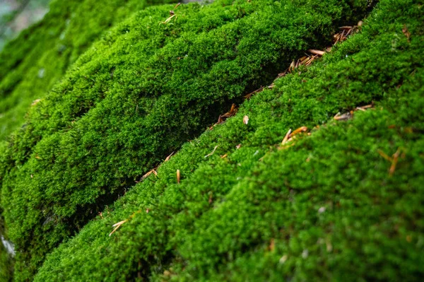 Зеленый Мох Фон Красивая Текстура Природе Природном Камне Лесу — стоковое фото