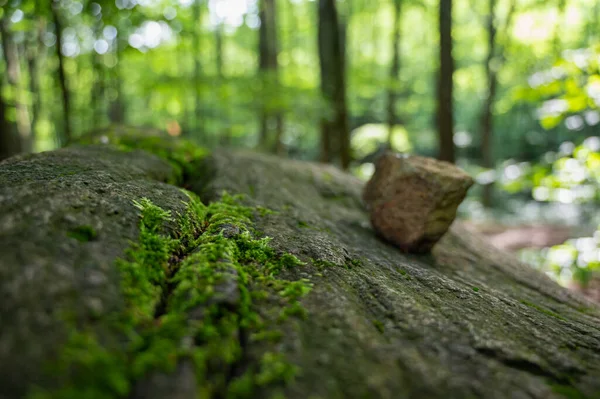 stock image green moss background beautiful texture in nature on natural stone in the forest