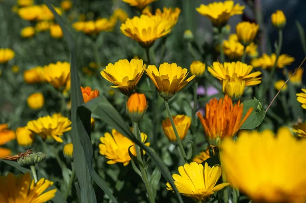 Ringelblumen Ringelblume Gelb Orange Blumiger Hintergrund — Stockfoto