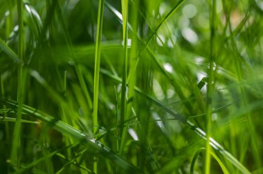 Bulanık arkaplan görüntüsü, yeşil çimenler, çimlerin üzerinde sabah güneşi.