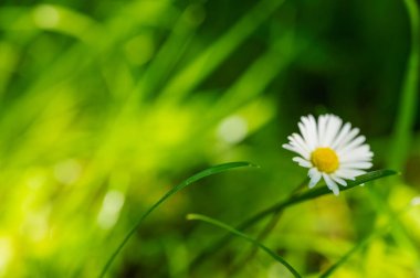 makro, bulanık arka plan görüntüsü yeşil çimenlerin papatyalı hali, çimlerin üzerinde gün doğumu.