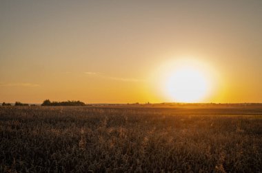 Lviv yakınlarındaki Ukrayna 'da bir buğday tarlasında akşam batımı. Panoramik çekim, yazı için yer