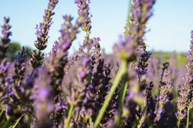 Yazın mavi gökyüzü ile lavanta tarlası, Ukrayna, retro tonlu, web pankart biçimi