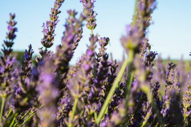 Yazın mavi gökyüzü ile lavanta tarlası, Ukrayna, retro tonlu, web pankart biçimi