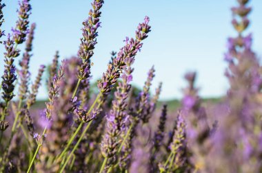 Yazın mavi gökyüzü ile lavanta tarlası, Ukrayna, retro tonlu, web pankart biçimi