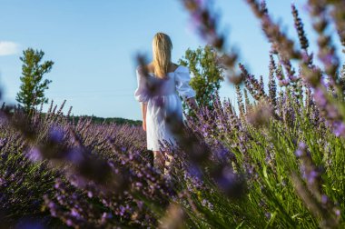 Lviv, Ukrayna yakınlarındaki lavanta tarlaları. Yazın açan lavanta. Beyaz yaz elbiseli bir kız lavanta tarlalarında yürüyor, dikiz aynasından ve lavanta çiçeklerine eliyle dokunuyor. Seçici odak
