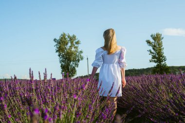 Lviv, Ukrayna yakınlarındaki lavanta tarlaları. Yazın açan lavanta. Beyaz yaz elbiseli bir kız lavanta tarlalarında yürüyor, dikiz aynasından ve lavanta çiçeklerine eliyle dokunuyor. Seçici odak