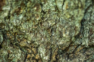 Ağaç kabuğu yakın, çam ağacının desenli yapısı, köknar ağacı 