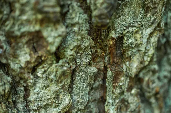 tree bark close up, textured structure of a pine, fir tree
